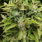 Сбор и хранение семян конопли img-1097.jpg