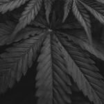 Купить спайс в Ростове на Дону и правовые аспекты его оборота img-1636.jpg