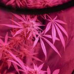 Семена конопли в Ростове-на-Дону свойства и применение img-1718.jpg