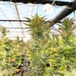 Свойства и применение семян конопли img-1719.jpg