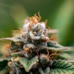 Соли наркотиков свойства и эффекты img-199.jpg