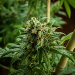 Покупка семян конопли в Ростове-на-Дону img-1998.jpg