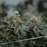 Купить спайс в Новокузнецке img-2105.jpg