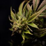 Прорастание семян конопли и факторы влияющие на всхожесть img-2140.jpg