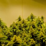 Особенности выращивания конопли в Испании и покупка семян конопли img-2175.jpg