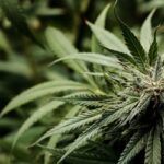 Сувениры из семян конопли img-2192.jpg