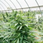 Покупка и выращивание семян марихуаны в Минске и Беларуси img-2216.jpg