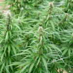 Замачивание семян конопли перед посевом img-2220.jpg