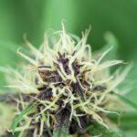 Героин в Москве и его опасность для общества img-2235.jpg