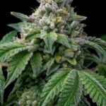 Свойства и правовой статус марихуаны в России и Екатеринбурге img-2261.jpg