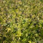 Покупка семян конопли в Санкт-Петербурге img-2277.jpg