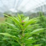 Где в Калифорнии Купить Марихуану Подробное Руководство img-2313.jpg