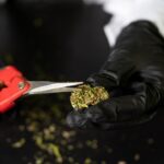 Выращивание конопли и этапы ее роста img-2331.jpg