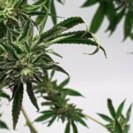 Соли наркотик и их влияние на здоровье img-2409.jpg