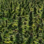 Законодательные аспекты и последствия обнаружения семян конопли img-2451.jpg