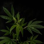 Белок из семян конопли свойства и применение img-2456.jpg