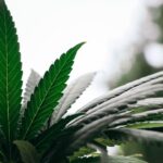 Посадка семян конопли: подготовка и процесс выращивания img-2505.jpg