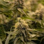 Особенности и преимущества быстрорастущих семян конопли img-2529.jpg