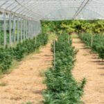 Семена конопли индики и их преимущества img-2644.jpg