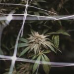 Замачивание семян конопли перед посадкой и стимуляция прорастания семян конопли img-2842.jpg