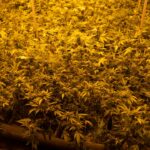 Законодательство и продажа марихуаны в мире img-2966.jpg