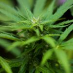 Спайс и его свойства img-3049.jpg