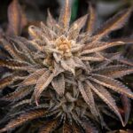 Сорт Euforia regular от Ganja Seeds описание и характеристики img-32.jpg