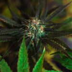 Синтетические наркотики спайсы и соли их свойства и эффекты img-3358.jpg