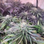 Семена конопли в России свойства и применение img-480.jpg