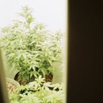 Рынок гашиша в Самаре img-537.jpg