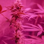 Обсуждение гашиша на форумах и риски покупки наркотиков онлайн img-561.jpg