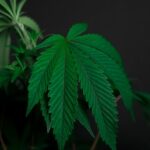 Женские семена конопли и их преимущества img-647.jpg