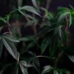 Марихуана в Беларуси свойства законодательство и способы приобретения img-7.jpg