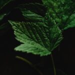 Марихуана в Беларуси и Минске: свойства, правовой статус и доступность img-824.jpg